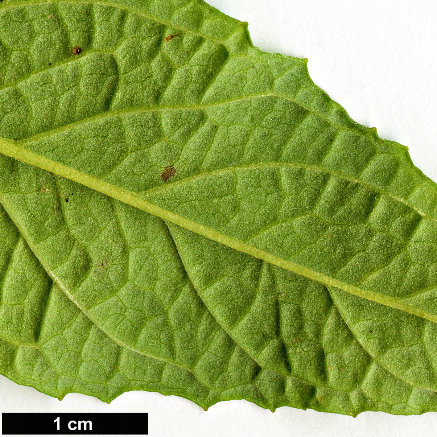 High resolution image: Family: Scrophulariaceae - Genus: Buddleja - Taxon: venenifera - SpeciesSub: f. calvescens